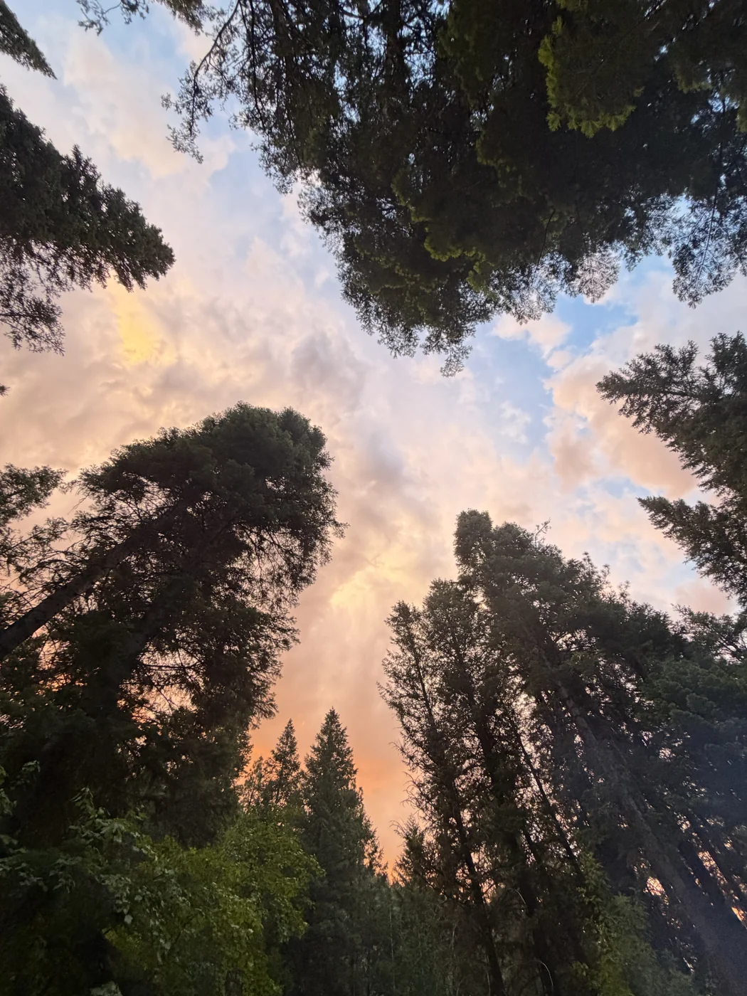Forest canopy at sunset in Joseph, Oregon during Mountain High Broncs & Bulls